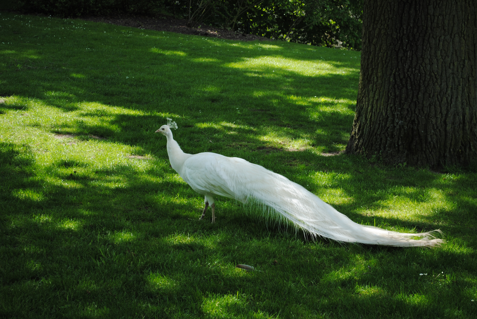 Weißer Pfau