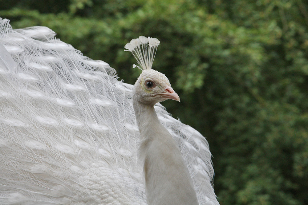 weisser pfau