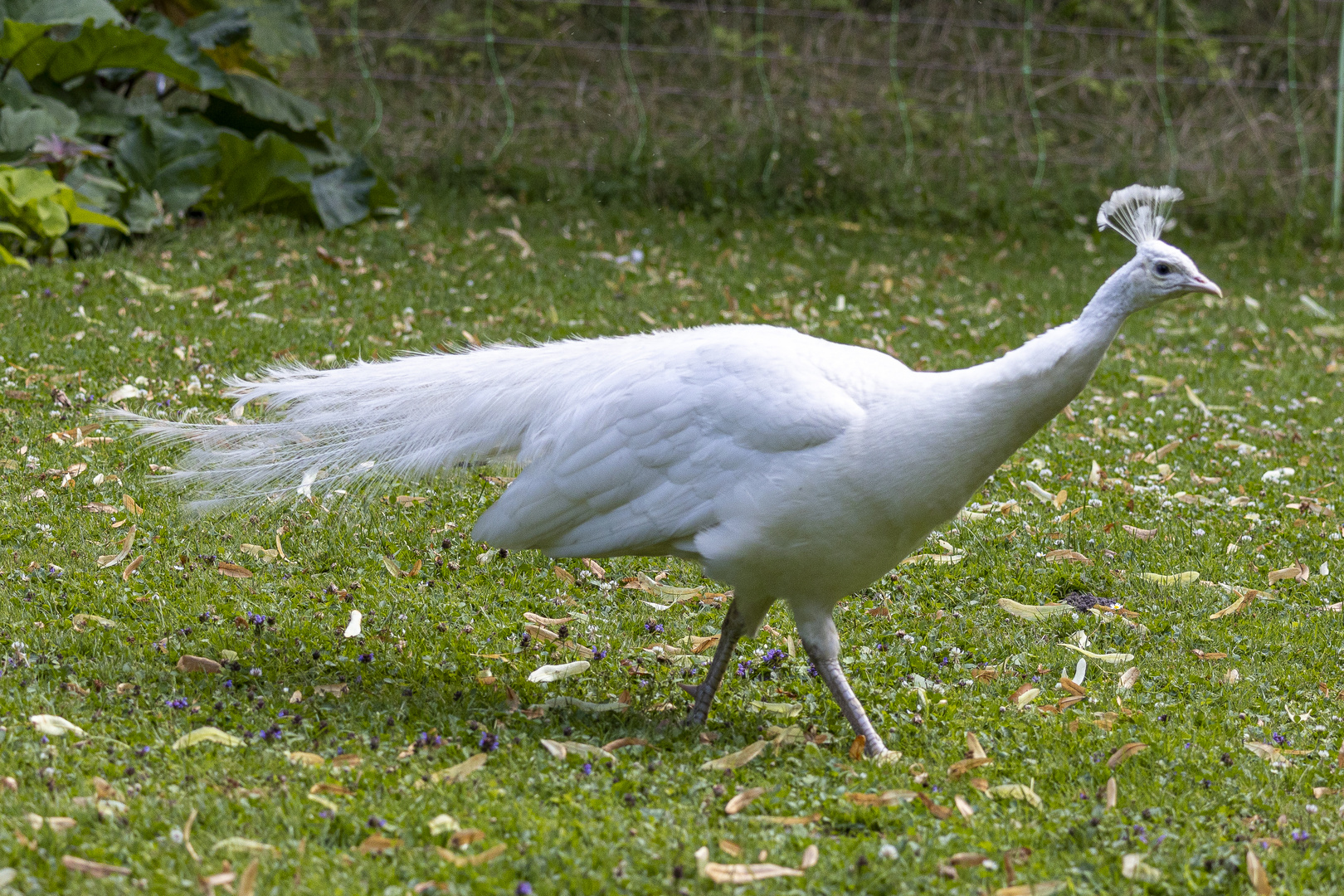 Weißer Pfau