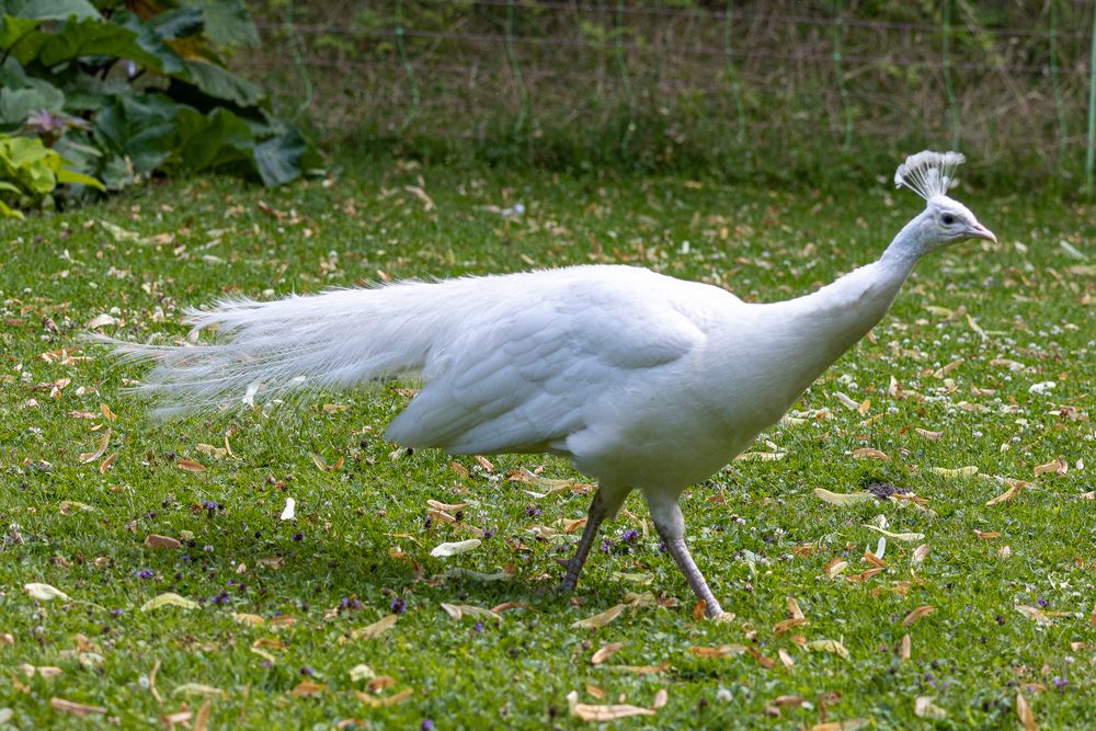 Weißer Pfau