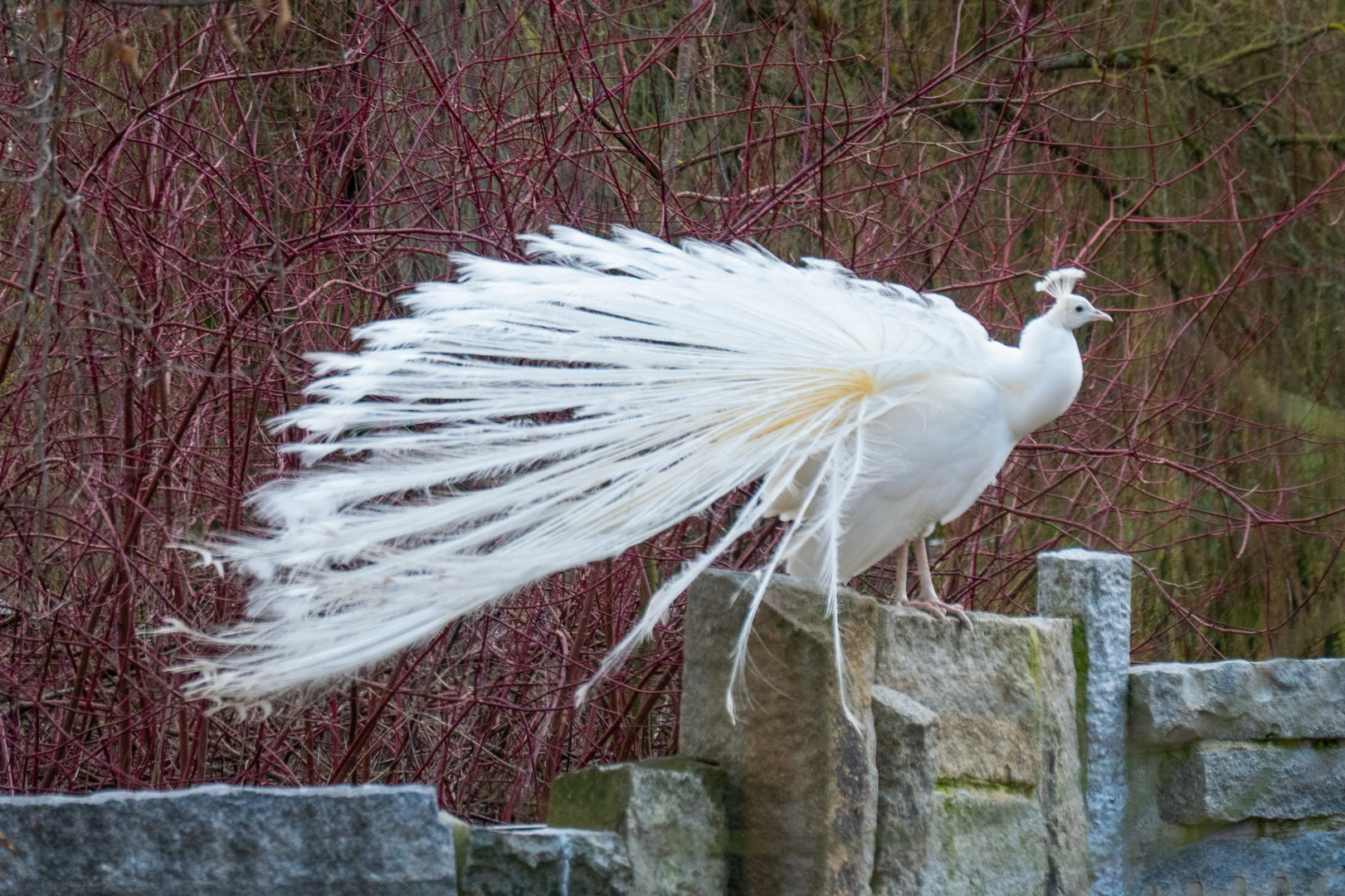 Weißer Pfau