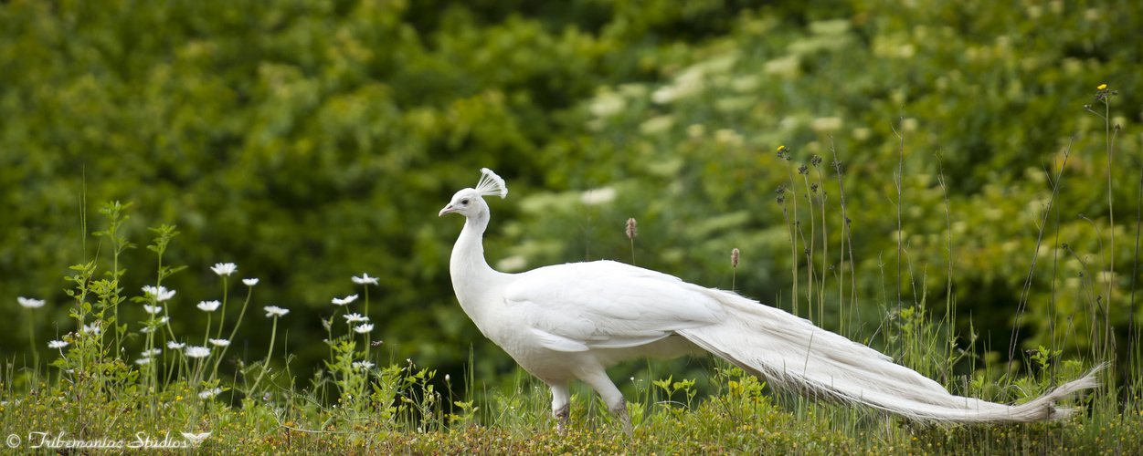 Weißer Pfau