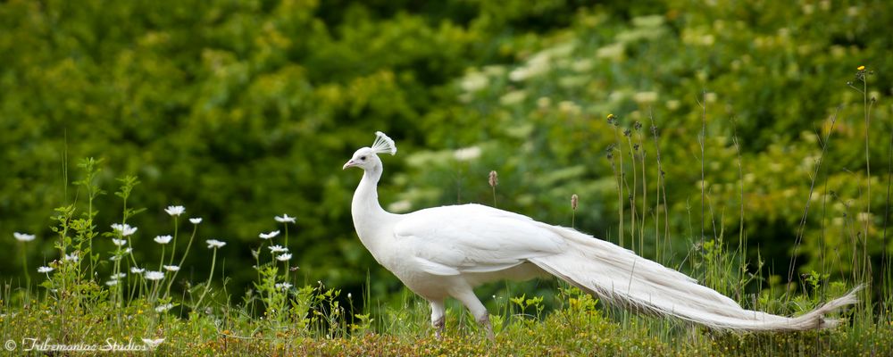 Weißer Pfau