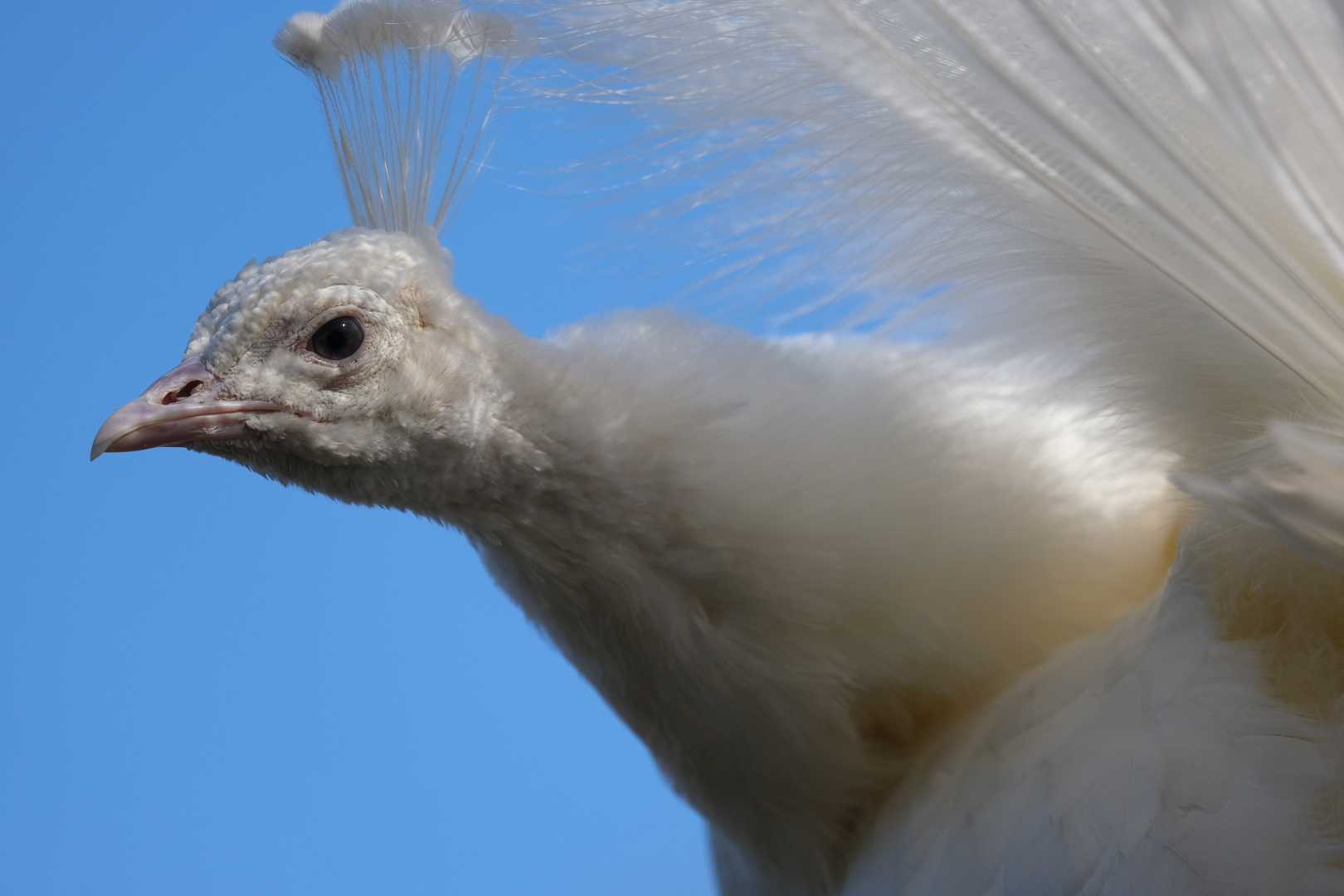 Weißer Pfau