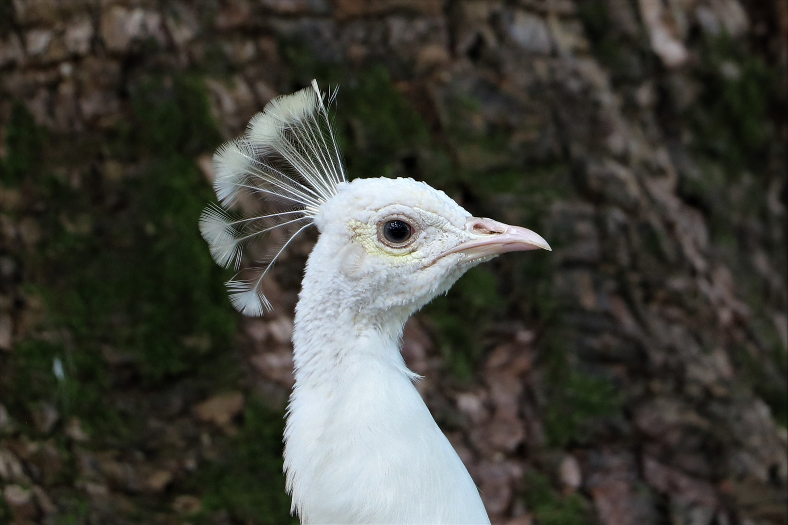 Weißer Pfau