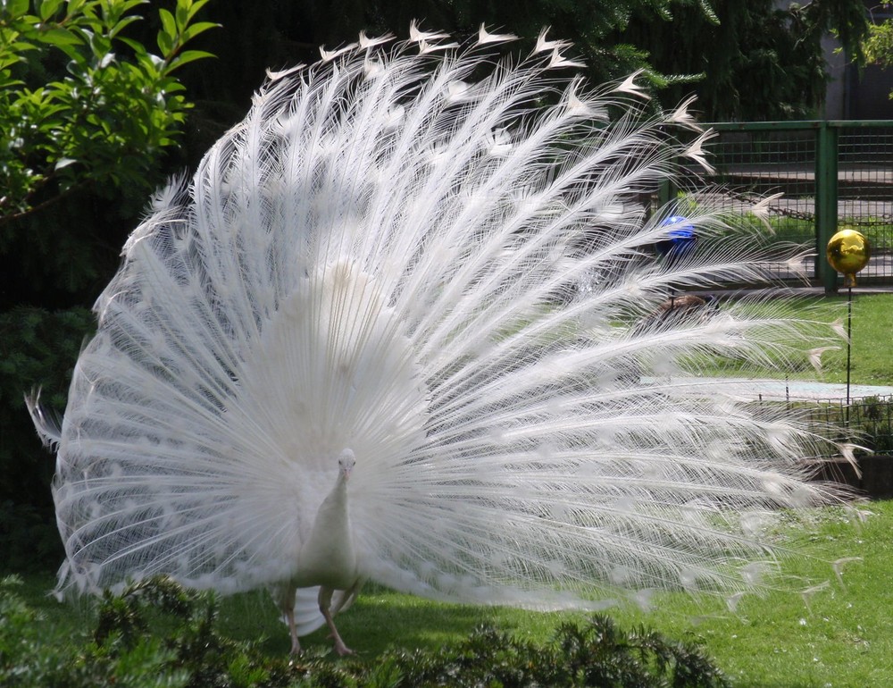 Weisser Pfau Foto &amp; Bild | tiere, zoo, wildpark &amp; falknerei, vögel ...