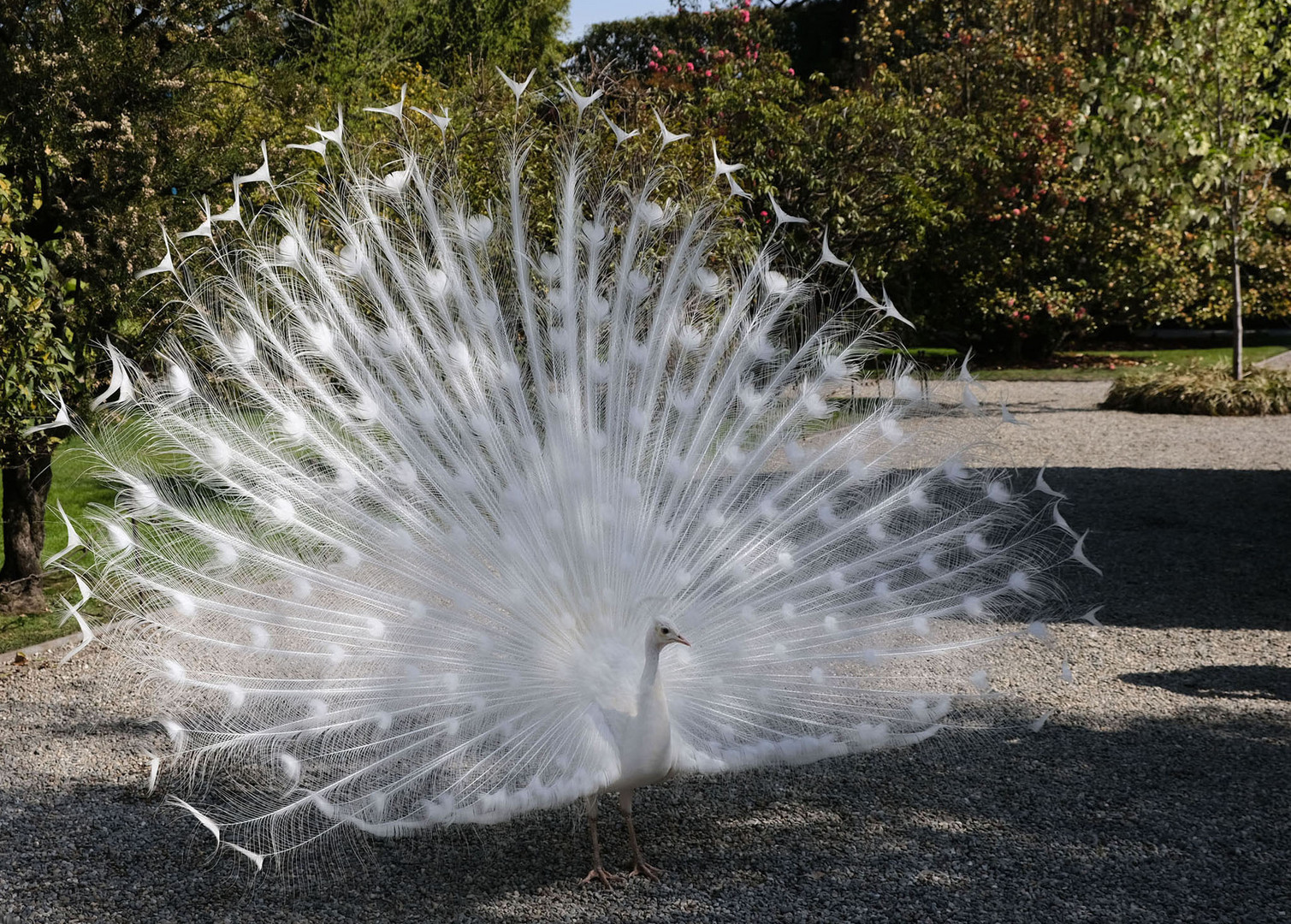 Weißer Pfau