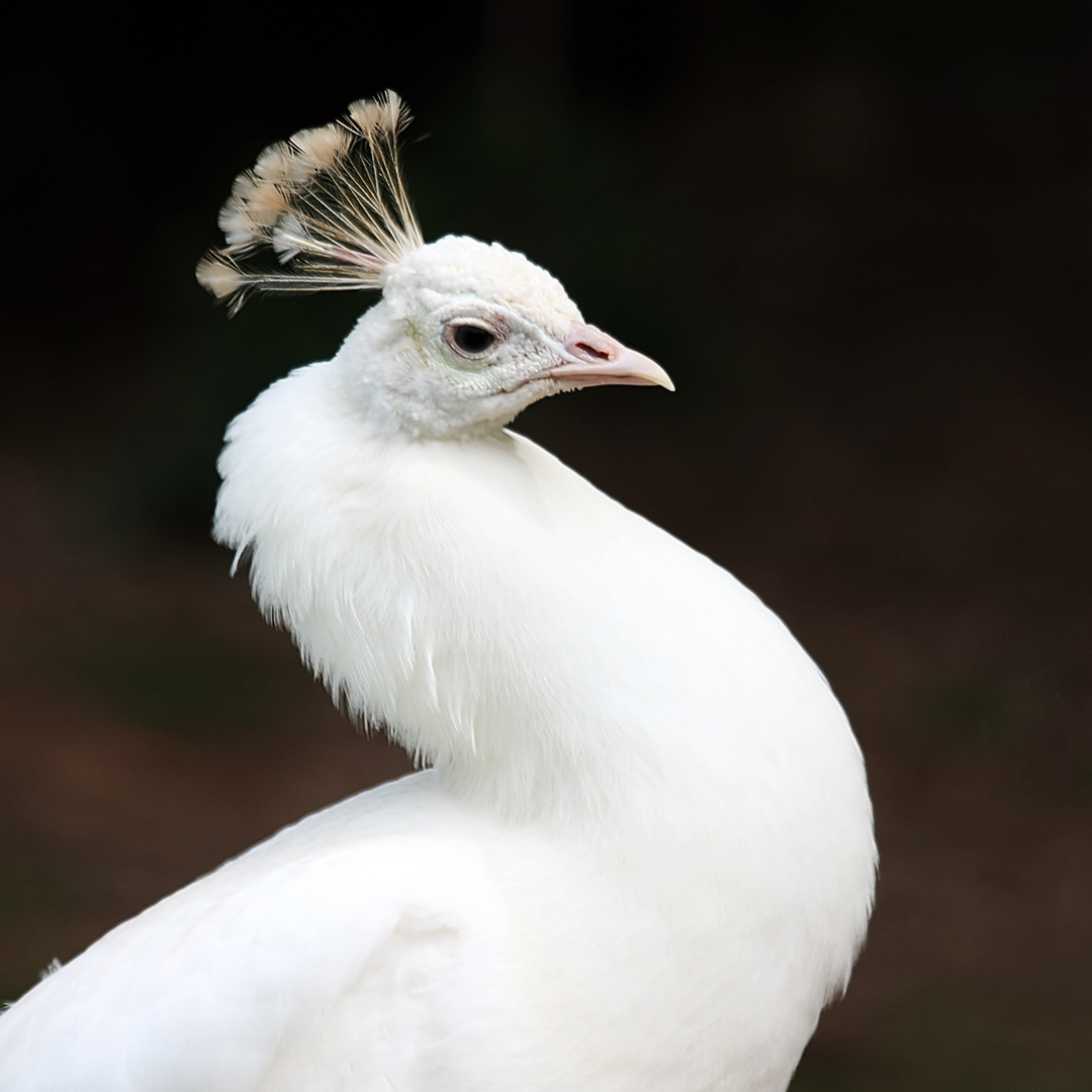Weißer Pfau Foto & Bild tiere, zoo, wildpark & falknerei, vögel Bilder auf