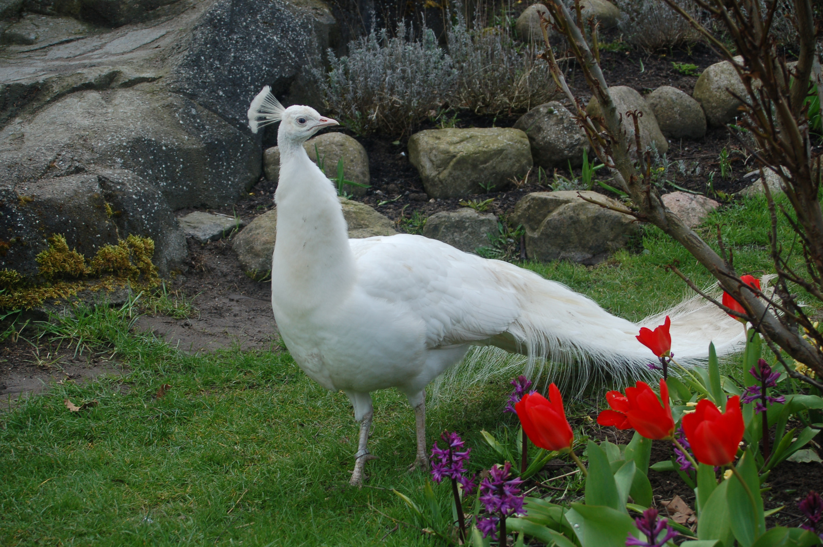 Weißer Pfau