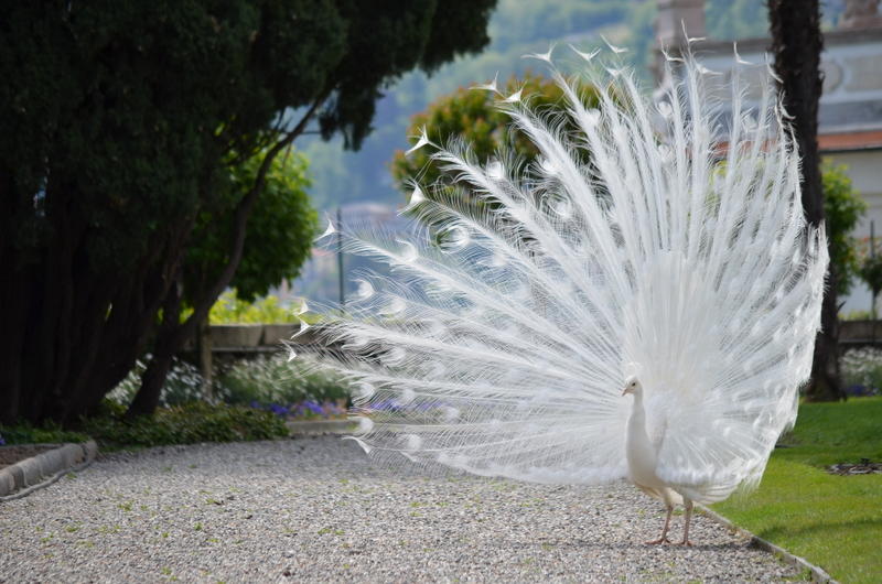 Weißer Pfau auf der Isola Bella