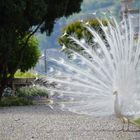 Weißer Pfau auf der Isola Bella