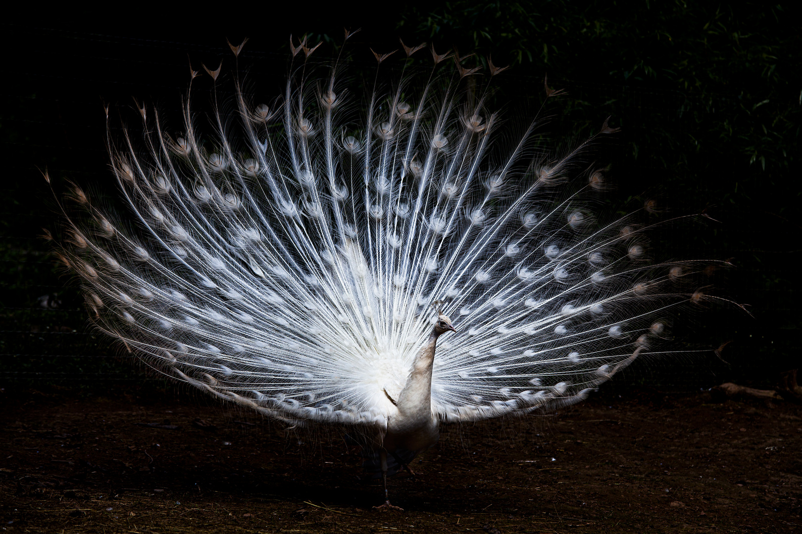 weisser Pfau