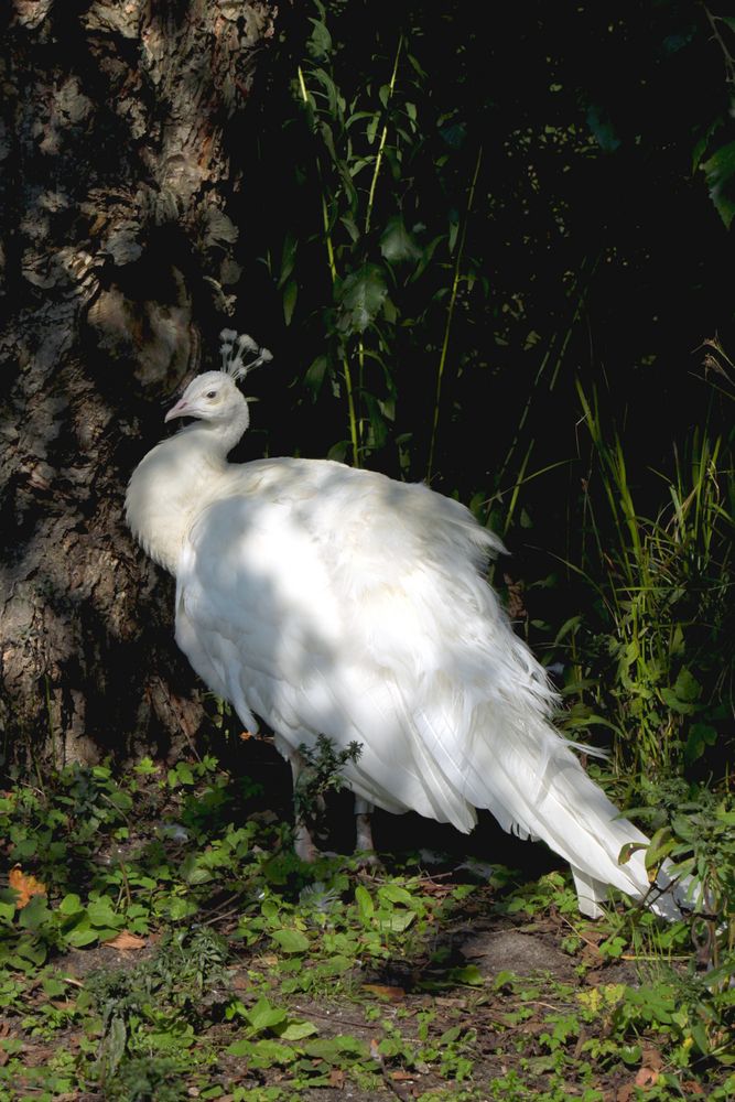 Weißer Pfau