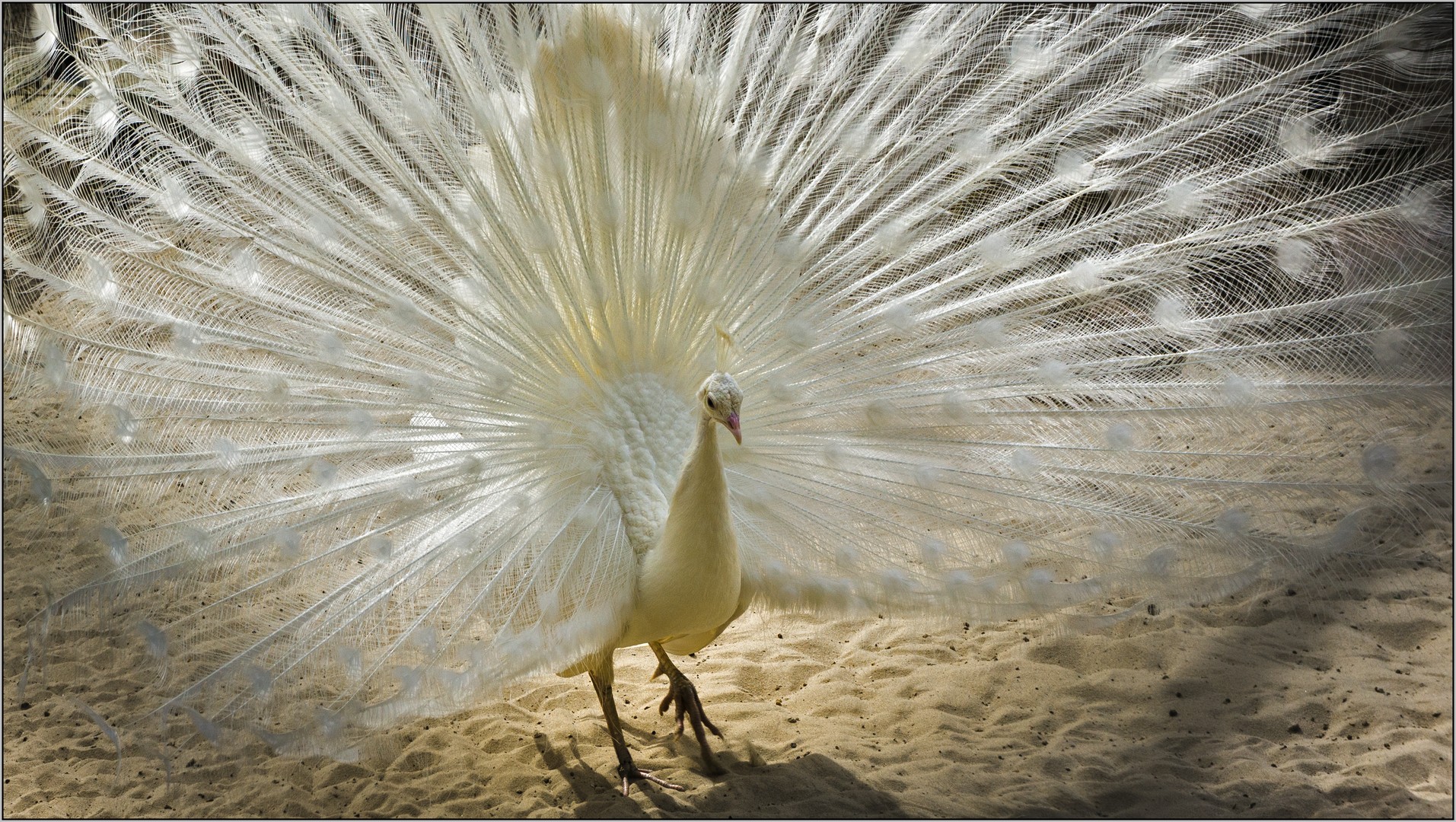 Weißer Pfau II