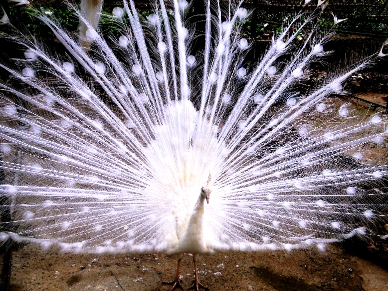 weißer Pfau im Botanischen Garten in Madeira