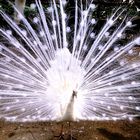 weißer Pfau im Botanischen Garten in Madeira