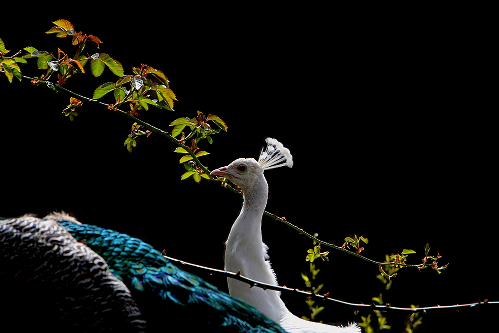 Weisser Pfau im Frühling