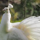 Weißer Pfau, im Gegenlicht...