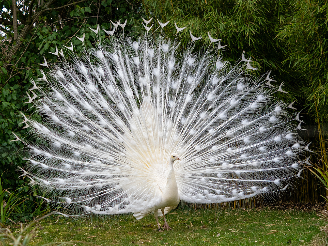 Weißer-Pfau l