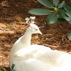 Weißer Pfau (Pavo cristatus mut. alba)