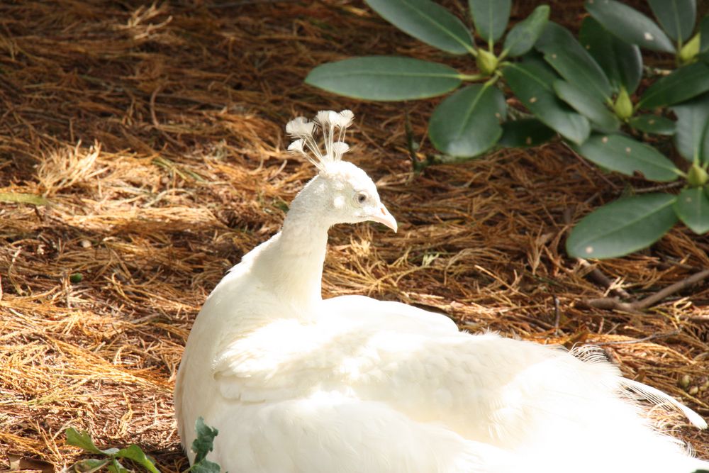 Weißer Pfau (Pavo cristatus mut. alba)