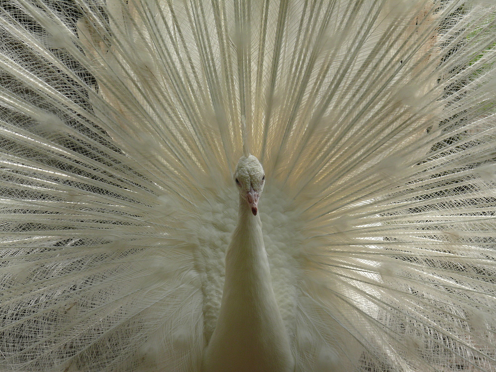 Weißer Pfau (Pavo cristatus mut. alba) im Volgelpark Biebesheim