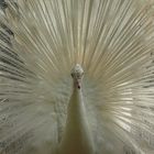 Weißer Pfau (Pavo cristatus mut. alba) im Volgelpark Biebesheim