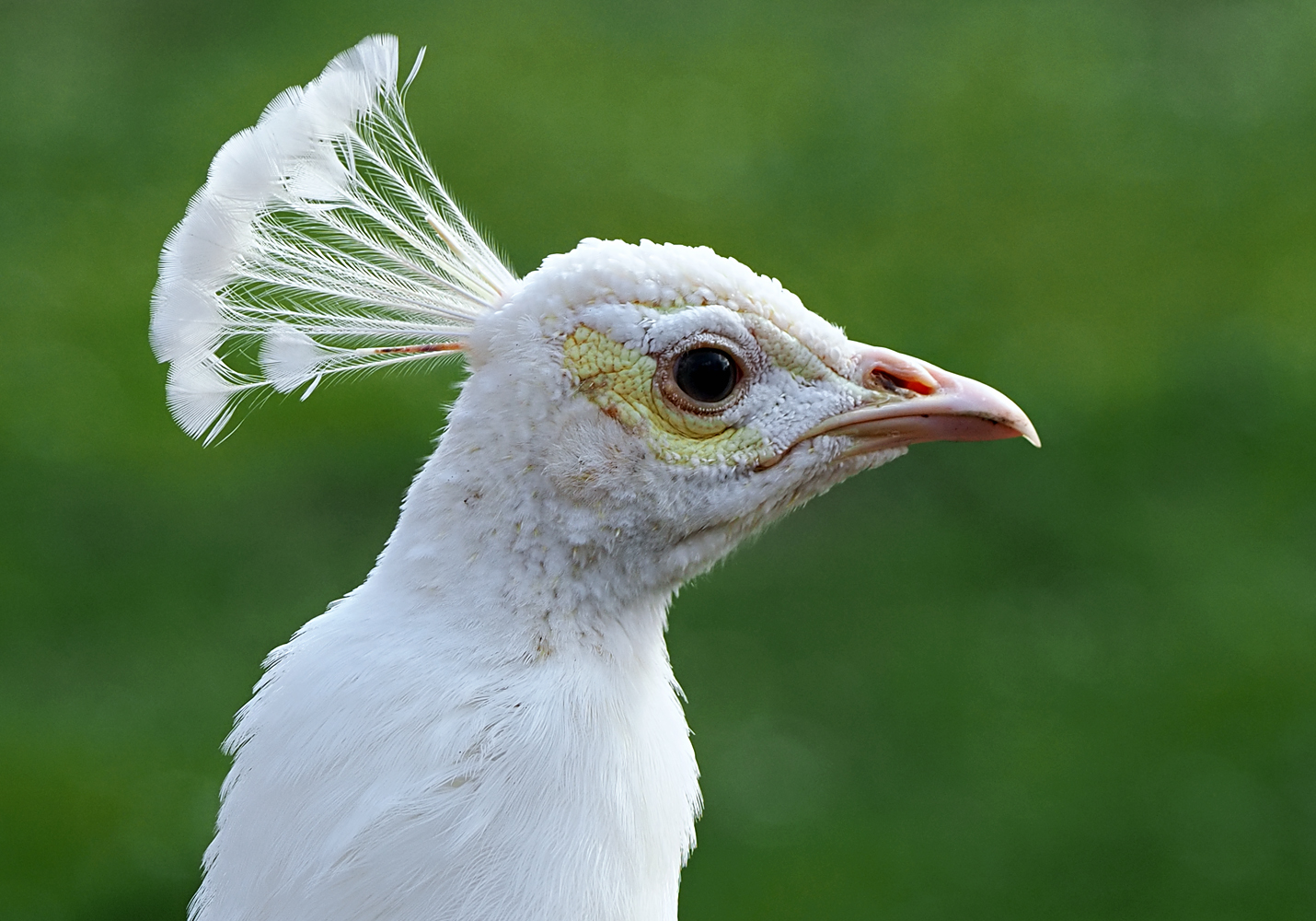 Weißer Pfau, Porträt...