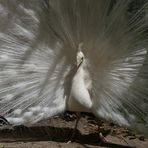 weißer Pfau, Rosengarten Roquelin, Meung sur Loire