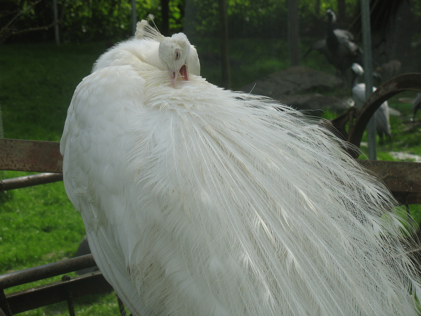 Weißer Pfau während des Putzen