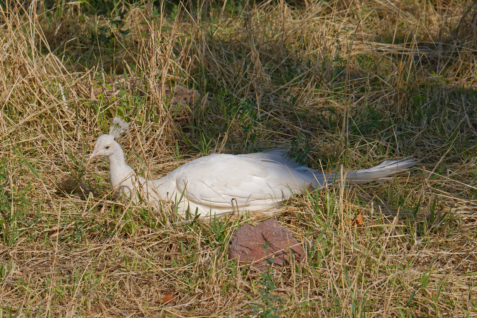 Weisser Pfau_1