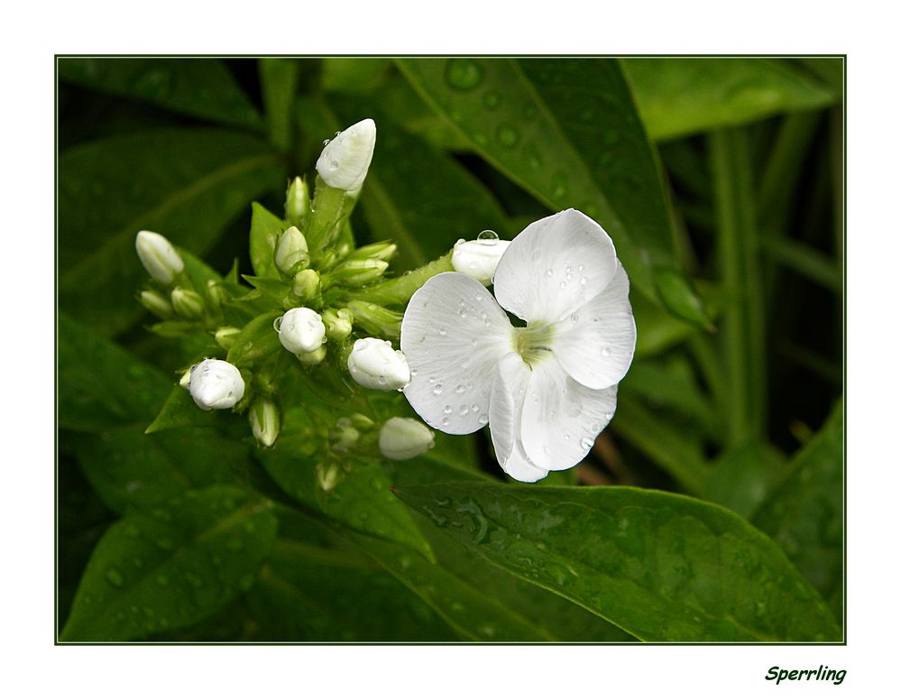 Weisser Phlox...................