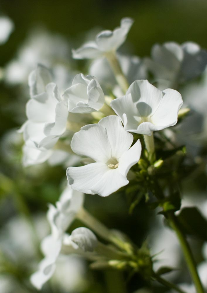 Weisser Phlox