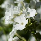 Weisser Phlox