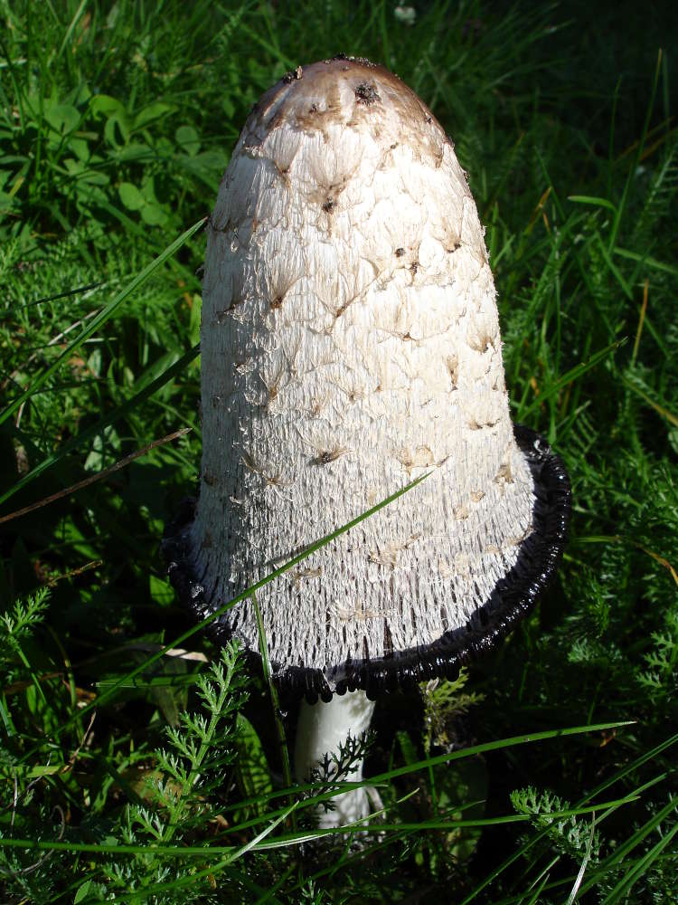 weißer Pilz