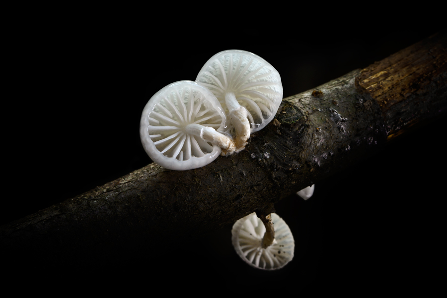 weißer Pilz auf einem verrottetem Baumstamm