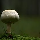 Weißer Pilz