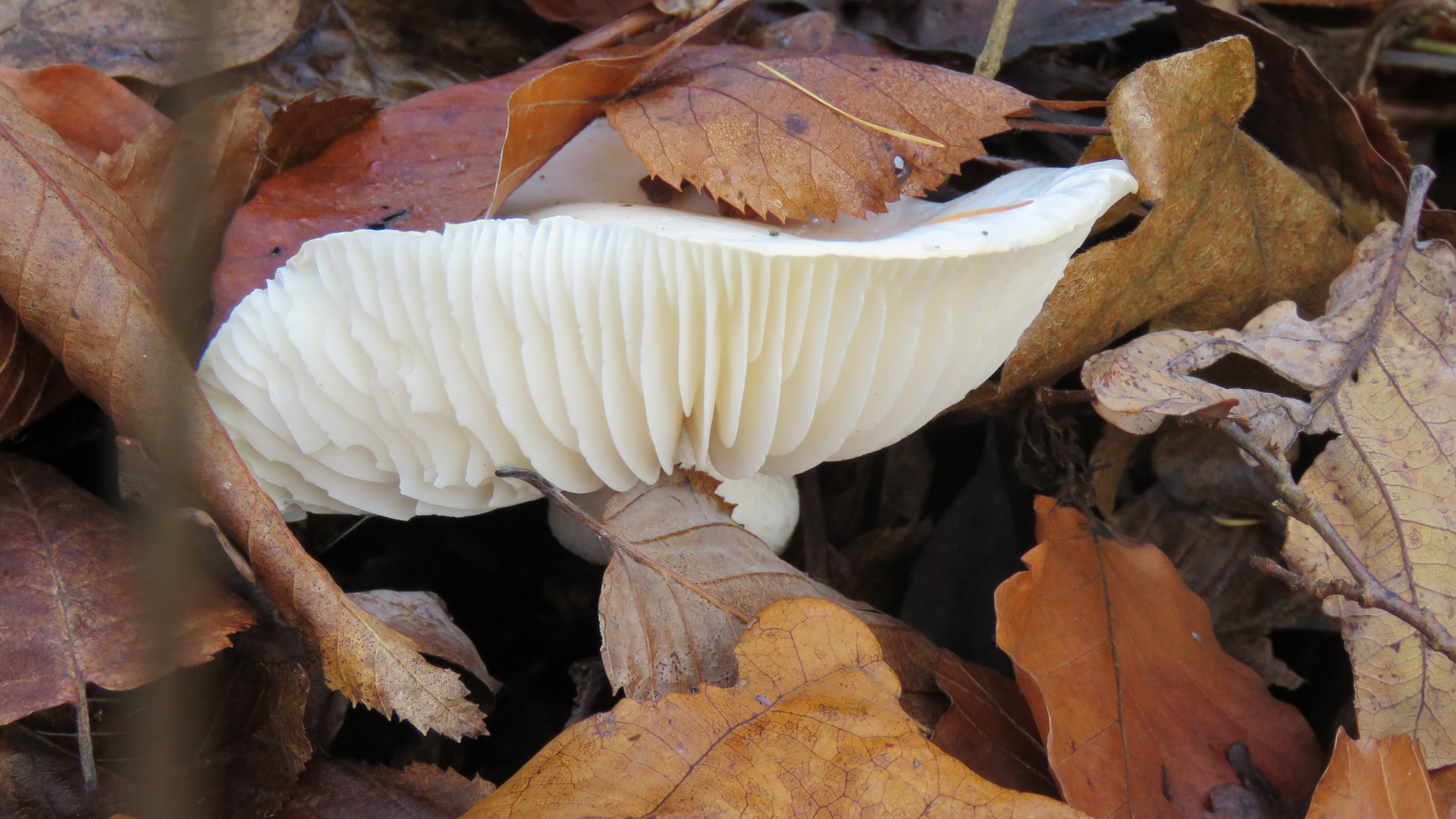 Weißer Pilz... Foto & Bild pflanzen, pilze & flechten, landschaft
