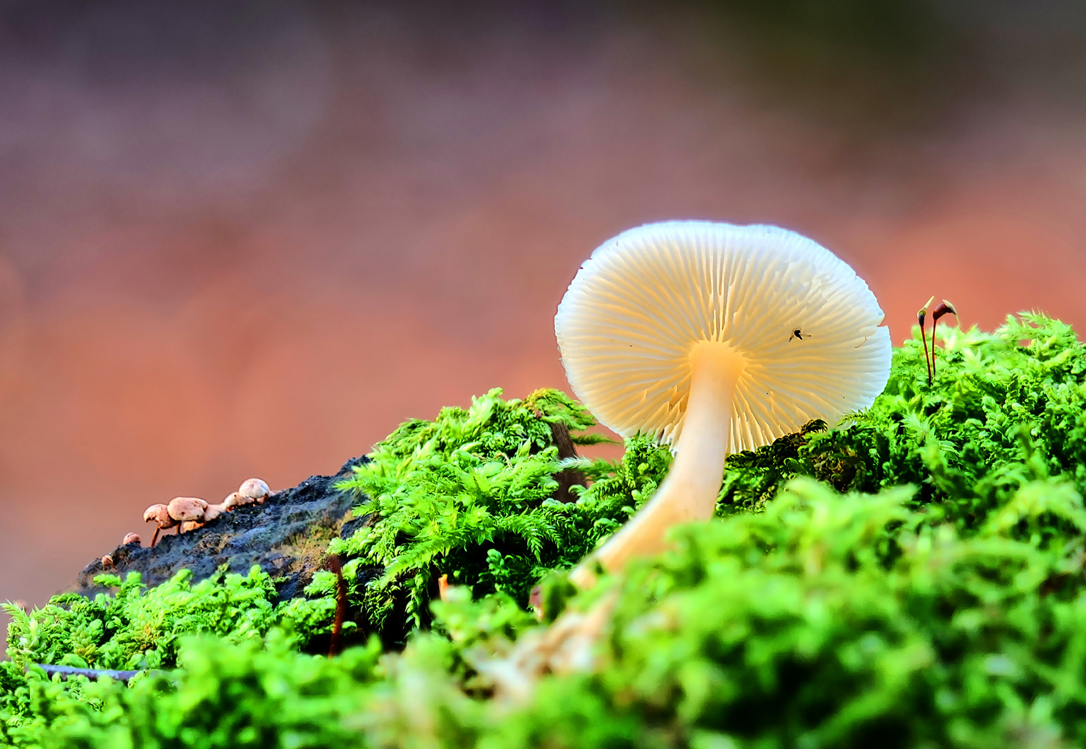 Weißer Pilz im Moosbett