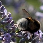 weisser Po auf Lavendel