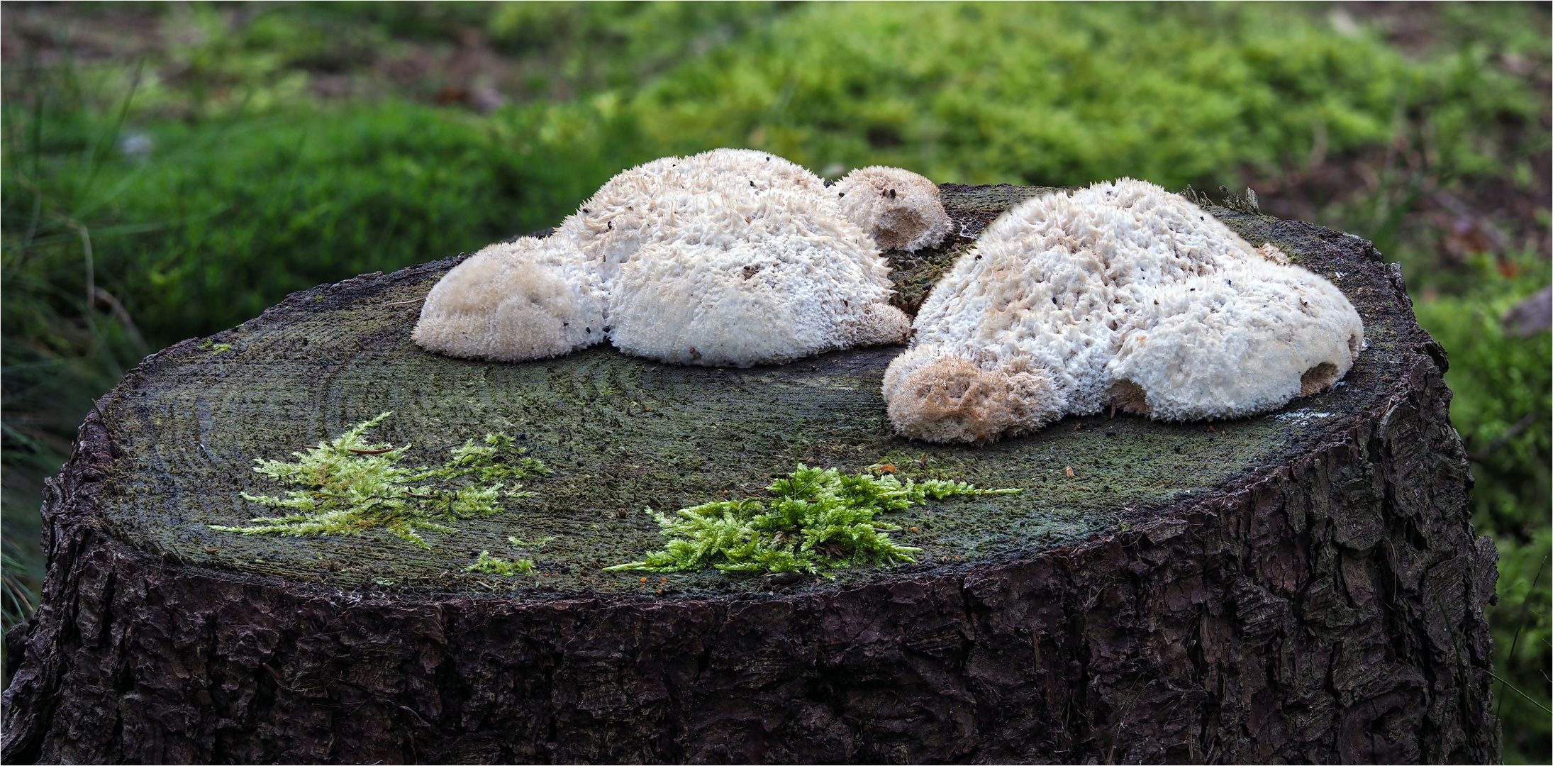 Weißer Polsterpilz - Oligoporus ptychogaster -