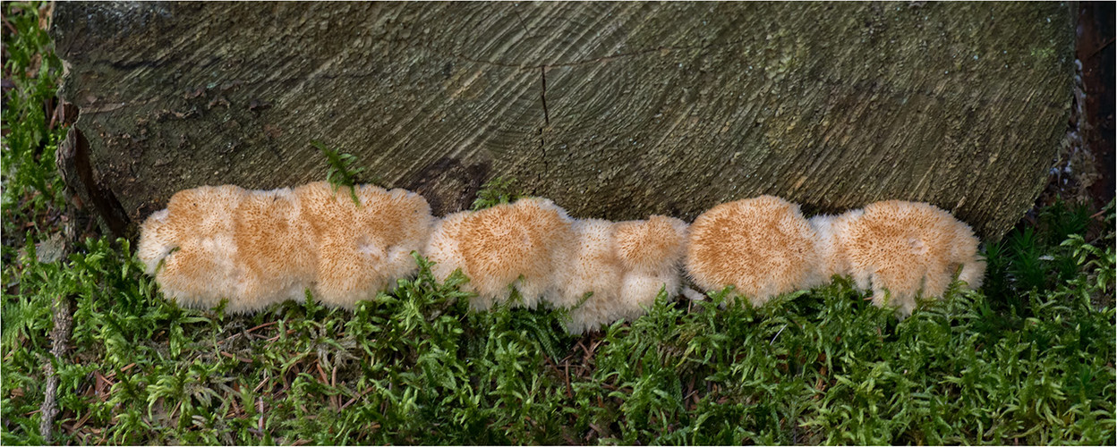 Weißer Polsterpilz (Ptychogaster fuliginoides)