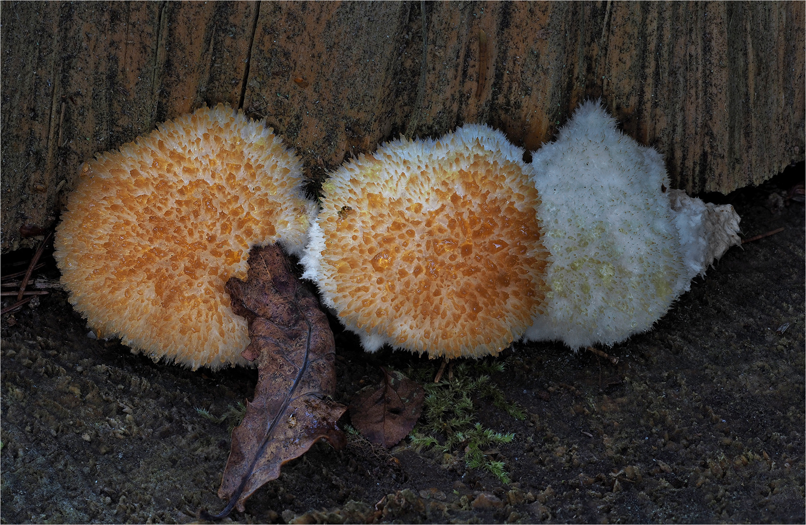 Weißer Polsterpilz (Ptychogaster fuliginoides)