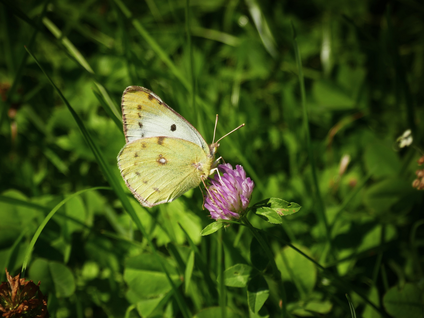 weißer Postillion, Colias croceus f. helice