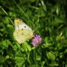 weißer Postillion, Colias croceus f. helice