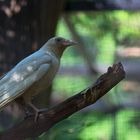 weisser Rabe im Profil