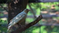 weisser Rabe im Profil