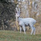 Weißer Rehbock mit Bastgeweih ...