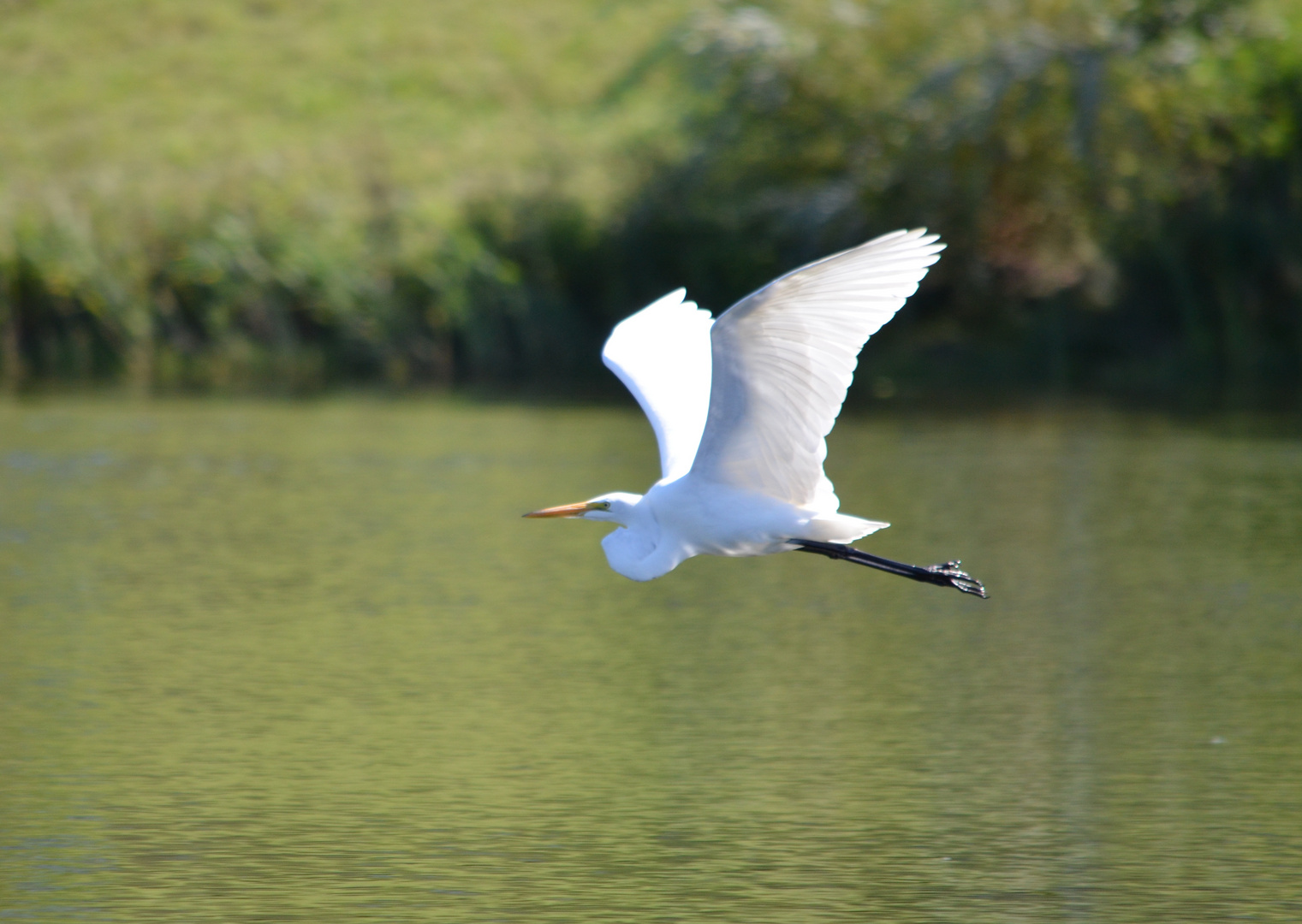 Weißer Reiher