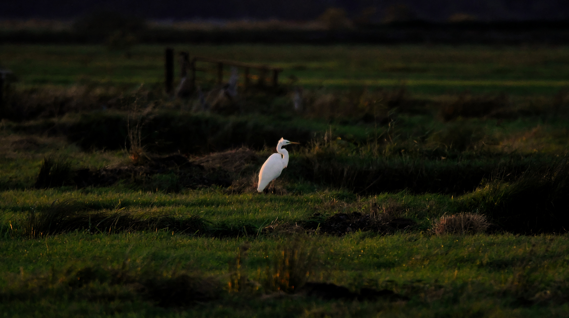 Weisser Reiher im Abendlicht